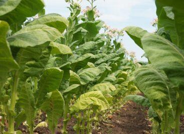 The Continental Tobacco Industry Group is starting the tobacco harvest season with favorable prospects