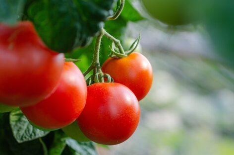 In addition to supplying domestic consumers, fresh Hungarian tomatoes also reach foreign markets