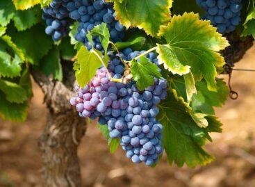 This year, too, there will be special harvest inspections to protect grape growers