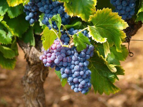 This year, too, there will be special harvest inspections to protect grape growers