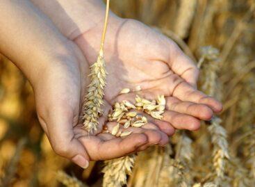 The average yield of wheat increased by 36 percent compared to last year