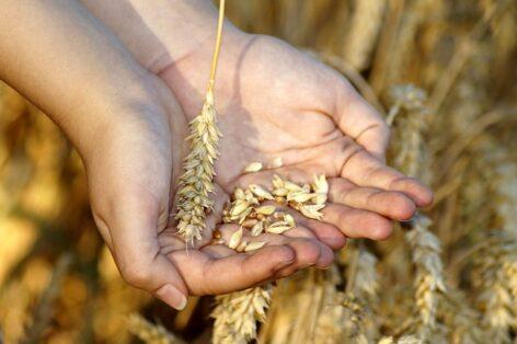 The average yield of wheat increased by 36 percent compared to last year