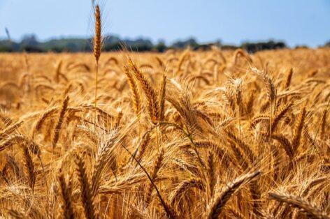 The protein content of wheat harvested in the EU until mid-July is good