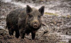 Tovább terjed az afrikai sertéspestis a hazai vaddisznóállományban
