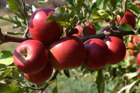 Brutális alma-árakra számíthatunk