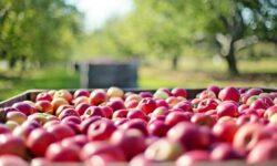 Miért olcsóbb az alma Lengyelországban? – Árak, áfa és agrárstratégia a háttérben