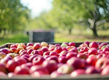 The harvest starts earlier: we can expect a weaker apple yield in Hungary this year