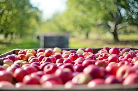 The harvest starts earlier: we can expect a weaker apple yield in Hungary this year