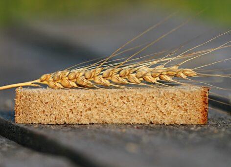 The world market price of wheat was pushed down by large stocks in Russia