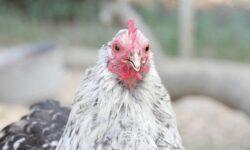 A baromfihús exportja nőtt, a sertéshúsé csökkent