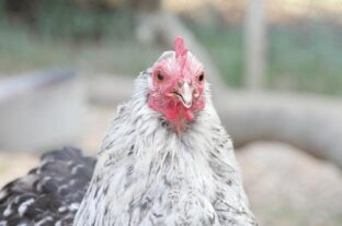 A baromfihús exportja nőtt, a sertéshúsé csökkent