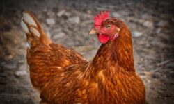 Új világ a csirkeiparban: a European Chicken Commitment térnyerése