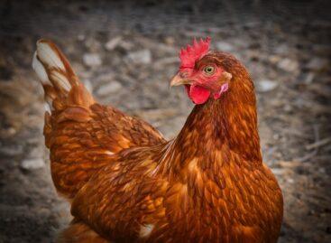 A new world in the chicken industry: the rise of the European Chicken Commitment