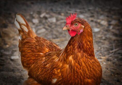 A csirkecomb feldolgozói értékesítése ára 11 százalékkal magasabb az egy évvel korábbinál