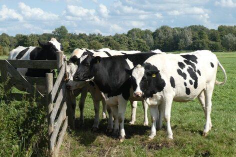 11 milliárd forint támogatás érkezik a tejtermelő és hízott-bikatartóknak