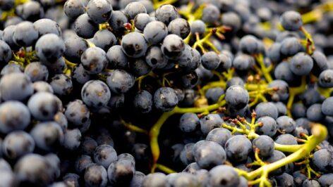 The quality of the wine grapes harvested so far in the Villány wine region is excellent