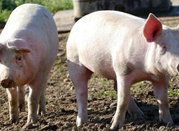 The African swine fever has reared its head in another Italian territory