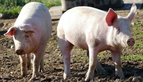 The African swine fever has reared its head in another Italian territory