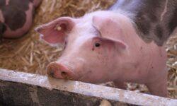 Live pig exports increased by 71 percent