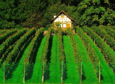 EU Court of Auditors: the wine sector’s EU policy falls short of environmental protection and competitiveness objectives