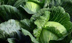 Cabbage market shock in Western Ukraine: some producers are already giving away their crops for free