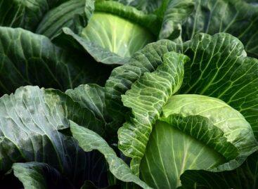 Cabbage in the open field costs less than the previous year