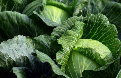 Cabbage in the open field costs less than the previous year