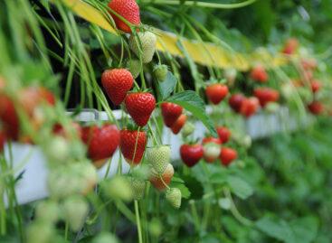 Bayer enters the strawberry market with UK acquisition