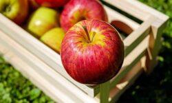 Apples are available at record prices – imports are replacing the missing domestic crop