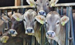 Újabb támogatások segítik az állattenyésztőket