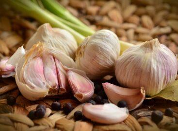 The production area and yield of garlic is also decreasing