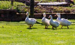 Oltás védi a francia kacsákat a madárinfluenza ellen