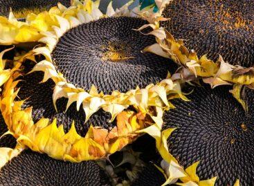 A 5 percent higher sunflower seed yield is expected
