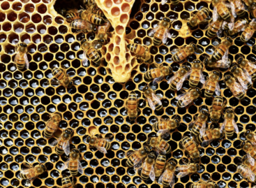 Nagy István: méhek nélkül nincs élelmiszer