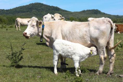 Innovative research methods for future-proof livestock breeding