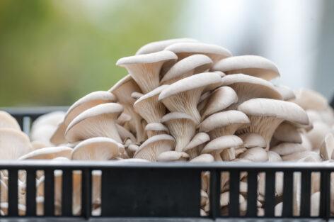 Mushrooms are a true superfood that can be found in any diet