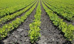 Hungaromet: a száraz időben a felszínközeli talajréteg száradása, szikkadása várható