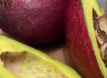 Avocado Eldorado – Video of the day