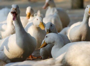 Nébih has lifted most of the surveillance zones set up due to avian influenza