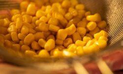 The EU authorizes the use of genetically modified corn as food and feed