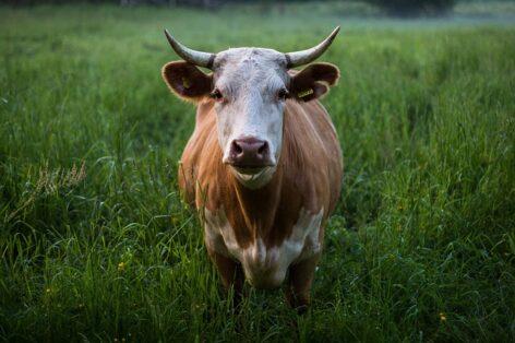 Rabies was detected in a cattle from the counties of Szabolcs-Szatmár-Bereg