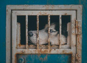 Dog meat is no longer available in Asia