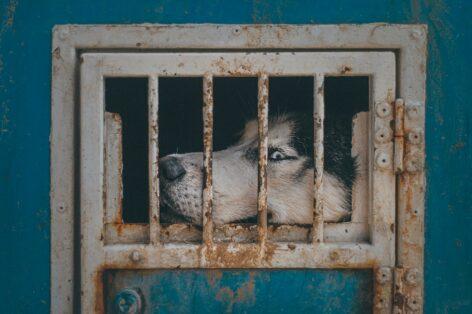 Dog meat is no longer available in Asia