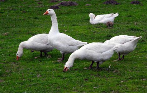 Highly pathogenic bird flu has also appeared in Békés county