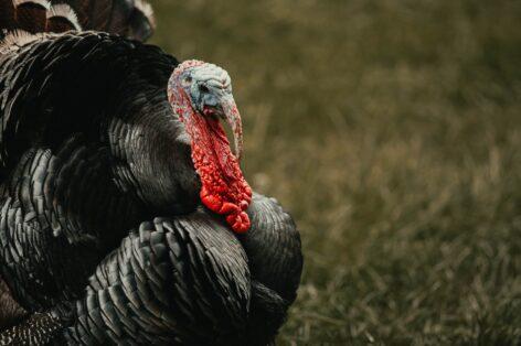The domestic turkey sector is looking for a new state of balance