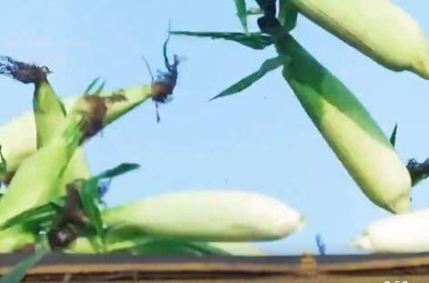 Kukoricát tör a falu – A nap videója