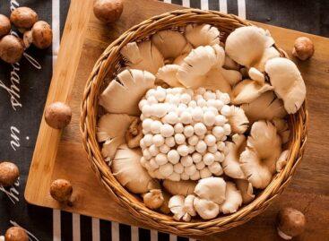 Chamber of Agriculture: the domestic mushroom sector successfully recovered from the difficulties caused by the coronavirus epidemic