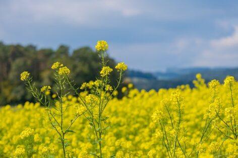 The world market price of rapeseed decreased