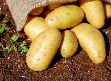 In an increasingly smaller area, fewer and fewer potatoes are grown