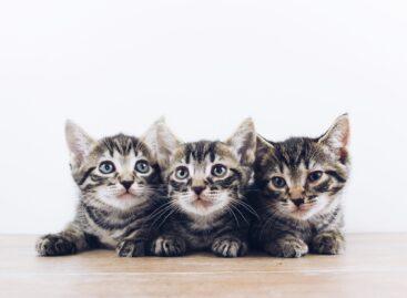 For Hungarian cat owners, the well-being of the kittens is the most important, but they are also increasingly open to sustainability